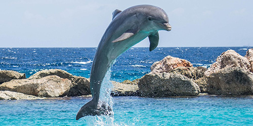 イルカのジャンプ